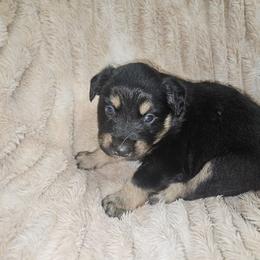 Spider (Miles) - Black tri male Miniature Australian Shepherd puppy in Orrtanna, Pennsylvania from Mountain Top Shepherd's