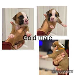 Boy 3 - Boxer puppy in Ruskin, Florida from Zambrano Boxers