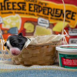 Ricotta - female Sporty Mix puppy in Reno, Nevada from Old Hemp Border Collies / Open Horizon Sport Dogs
