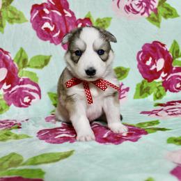 Haru - Gray and white female Siberian Husky puppy in Lunenburg, Vermont from SNOW WOOLY HUSKY