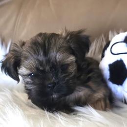 Luigi - Black and tan male Shih Tzu puppy in Peoria, Arizona from Shihtzucircusaz