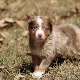 Fergus - Red merle male Australian Shepherd puppy in Violet Hill, Arkansas from Sweets' Cattle Co and Australian Shepherds