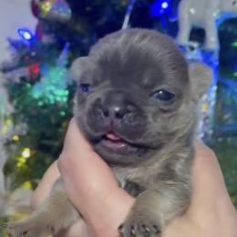 Story - Blue male French Bulldog puppy in Peru, Indiana from Angie's Little Bostons And Frenchies