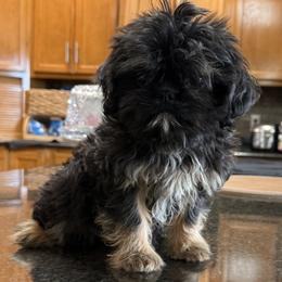 Jagger - Black and tan male Shih Tzu puppy in Columbia, Kentucky from Lisa Bandy Luxe Shih Tzu