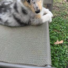 GUINEVERE - Blue merle female Collie puppy in Yukon, Oklahoma from ColliesOklahoma