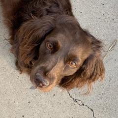 Briley  - Boykin Spaniel