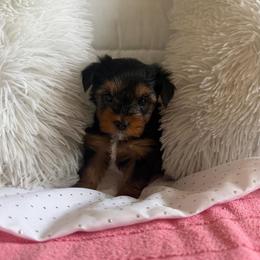Betty - Black and tan female Yorkshire Terrier puppy in Moreno Valley, California from Graham’s Danes N Littles