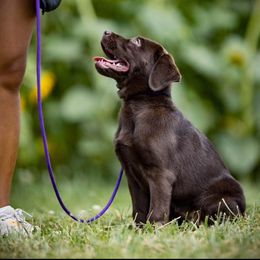 Labrador Retriever Puppies from Rose Gold Retrievers