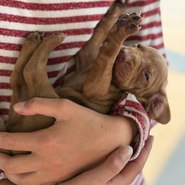 Puppy a - Golden rust male Vizsla puppy in Eagle Mountain, Utah from Firestone Vizslas