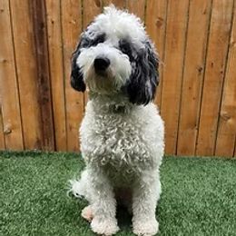 Stevie - Bernedoodle