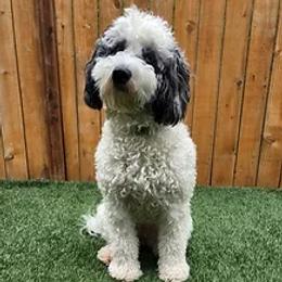 Stevie - Bernedoodle