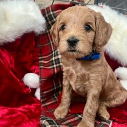 Chet - Red  male Goldendoodle puppy in Boise, Idaho from Goldendoodle Baby