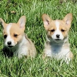Pembroke Welsh Corgis from Win Row Farm