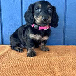 Miss pink AKC - Black and cream female Dachshund puppy in Willow Springs, Missouri from Krazy Acre Farm