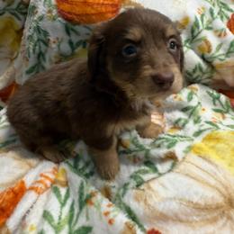 Charlie Brown - Chocolate and cream male Dachshund puppy in Ft Dodge, Iowa from Secret Reality