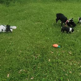 Boston Terrier Puppies from The Christian Bostons