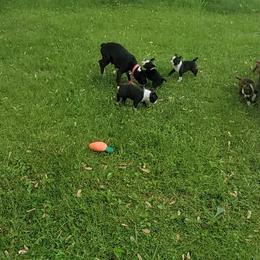 Boston Terrier Puppies from The Christian Bostons