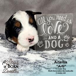 Artemis 'Arti' - Green Collar - Tri-color male Bernedoodle puppy in Jackson, Michigan from A Star is Born Doodles