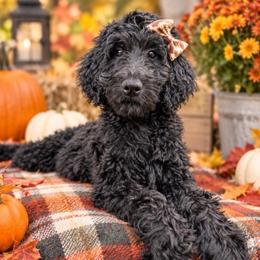 Dryad - Black female Goldendoodle puppy in Mount Pleasant, Tennessee from Doodle My Heart