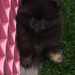 Rory - Black and tan female Pomeranian puppy in Arizona from Ma Petite Amore Pomeranians