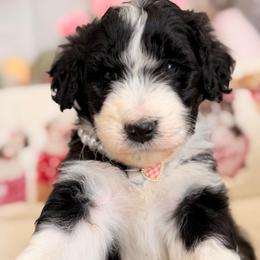 Mochi - Black and white female Aussiedoodle puppy in Dickerson, Maryland from Pawsome Aussie Doodles and Oodles