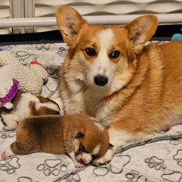 Cornbread - White and red male Pembroke Welsh Corgi puppy in Williams, California from Half Hitch Corgis