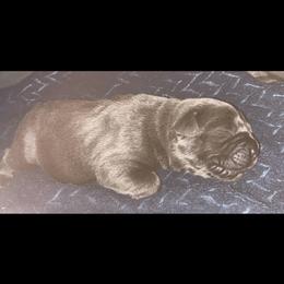 Boy 5 - Gray male Cane Corso puppy in Douglasville, Georgia from Palazzo Cane Corso