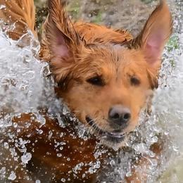 Skye - Golden Retriever
