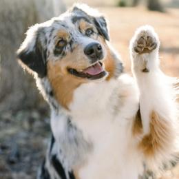 Australian Shepherds from Kluna's Australian Shepherds