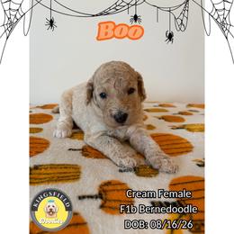 Boo - White female Bernedoodle puppy in High Point, North Carolina from Kingsfield Doodles