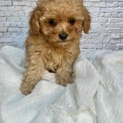 Ivy - Red  female Poodle puppy in Riverside, California from Red Toy Poodle World
