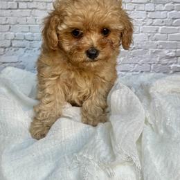 Ivy - Red  female Poodle puppy in Riverside, California from Red Toy Poodle World