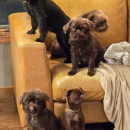 Aberdeen ( Pashka) - Brussels Griffon