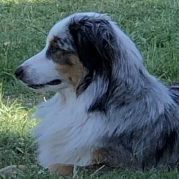 Kumori - Australian Shepherd