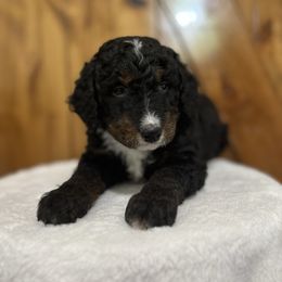 Blaze - Tri-color male Bernedoodle puppy in Jacksonville, Florida from Star of the Sea Doodles
