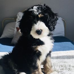 Bernedoodle Puppies from Heart J Bernedoodles