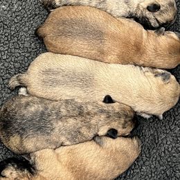 Cairn Terrier puppies from Stoneridge Kennel
