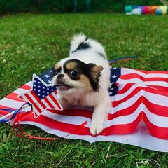 Girl#1 Batz - Black tan and white Japanese Chin puppy in Vernon, Connecticut from Chin Babies