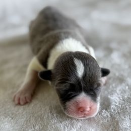 Poppy - Sable female American Corgi puppy in Okeechobee, Florida from HotShot Kennels