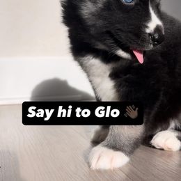 Siberian Husky Puppies from FamilyFur