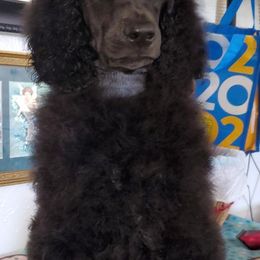 Poodle Puppies from TNT Poodles