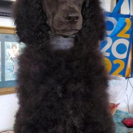 Poodle Puppies from TNT Poodles