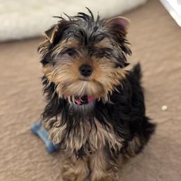 Lily - Blue and gold female Yorkshire Terrier puppy in Portland, Oregon from Bohemian Beauty Yorkshire Terrier