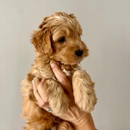Smalls - Cream male Goldendoodle puppy in Dayton, Tennessee from MK Goldendoodles