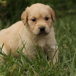 Violet's Pink Girl - Golden female Golden Retriever puppy in Idaho Falls, Idaho from Once Upon A Dream Kennels