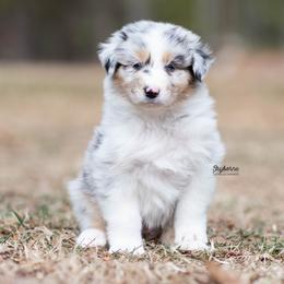 Flicker - Blue merle female Australian Shepherd puppy in Woodford, Virginia from Skyborne Australian Shepherds