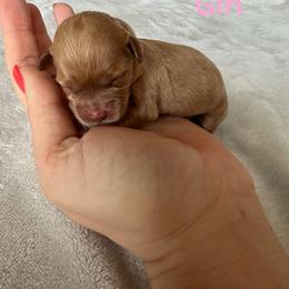 Cockapoo Puppies from Cutie Cockapoos Breeding