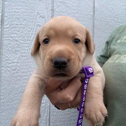 Purple - Yellow female Labrador Retriever puppy in Newton Grove, North Carolina from Wayalife Labradors & Gsp’s