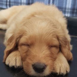 Goldendoodle Puppies from Doodling Minors