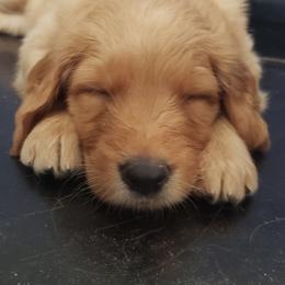 Goldendoodle Puppies from Doodling Minors